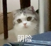 萌宠 喵星人 阴险 狡诈 搞怪 呆萌