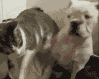 猫咪 狗狗 打架 推倒