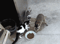 猫咪 食物 偷走 搞笑
