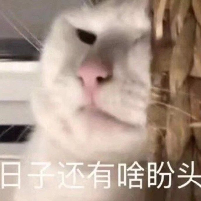 萌宠 猫星人 日子还有啥盼头 生无可恋 呆萌 可爱