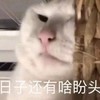 萌宠 猫星人 日子还有啥盼头 生无可恋 呆萌 可爱
