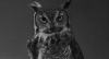 猫头鹰 看 眨眼 黑白 静看 天然呆 owl