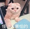 萌宠 猫星人 怪让人害怕的 愣住 呆萌 可爱