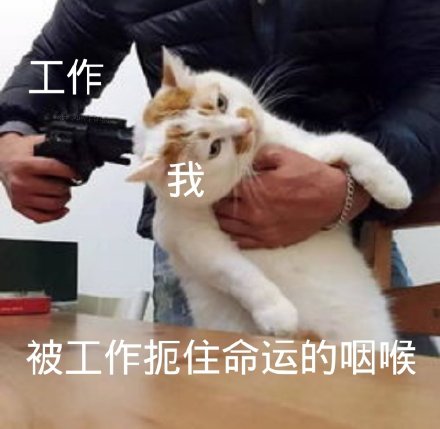 萌宠 猫星人 被生活扼住了命运的咽喉 工作对我 呆萌 可爱