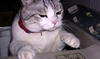 猫咪 可爱 逗比 无语