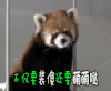装傻 萌萌哒 浣熊 萌宠