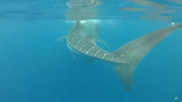 鲨鱼 shark 海底 海洋生物