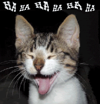猫咪 大笑 哈哈 233