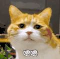 萌宠 猫星人 嗯嗯 委屈 呆萌 可爱