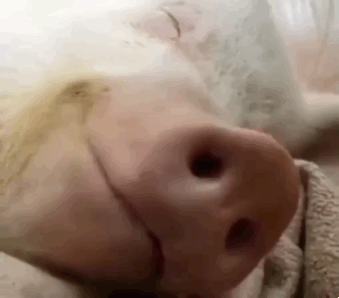 小猪 睡觉 可爱 吐舌头