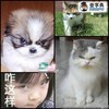 生气 咋这样 猫咪 狗狗