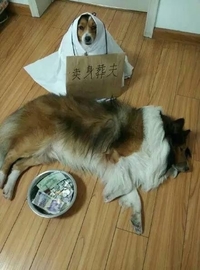 狗狗 搞笑 戏精 挂牌