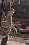 猫咪 喵星人 搞笑 淘气 腊肉 可爱 萌萌哒