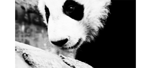熊猫 黑眼圈 萌化了 天然呆 动物 panda