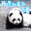 熊猫 可爱 爬行 小熊猫