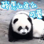 熊猫 可爱 爬行 小熊猫