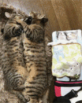 猫爸爸 猫妈妈 睡觉 可爱
