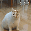 猫 萌宠 疑问 soogif soogif出品