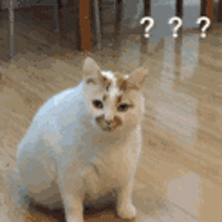 猫 萌宠 疑问 soogif soogif出品