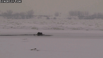 水獭 鹰 抓 冰 ice nature