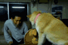 日本 柴犬 拒绝吻 Mari