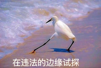 斗图 海鸥 在违法的边缘试探