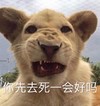萌宠 小狮子 你先去死一会 走开 生气 搞怪