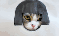 猫 喵星人 宠物 萌 可爱