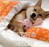 萌宠 汪星人 睡觉吧 晚安 呆萌 可爱