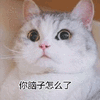 脑子 猫 怎么了 搞怪 逗