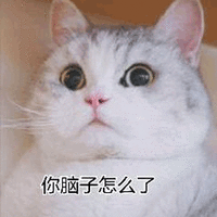 脑子 猫 怎么了 搞怪 逗