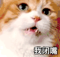 萌宠 猫星人 我闭嘴 委屈 呆萌