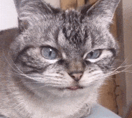 猫咪 可爱 萌萌哒 萌宠