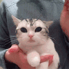 抖音 搓猫头 soogif soogif出品