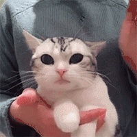 抖音 搓猫头 soogif soogif出品