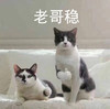 萌宠 喵星人 好样的 老哥稳 淘气 顽皮