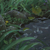 石头 下雨 流水 草地