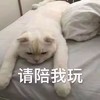 萌宠 猫星人 请陪我玩 无聊 呆萌 可爱