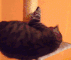 猫咪 旋转 呆萌 可爱