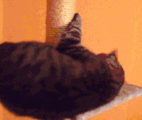 猫咪 旋转 呆萌 可爱