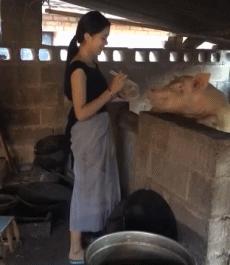 喂猪GIF动态图_喂猪表情包_喂猪GIF动图-SOO