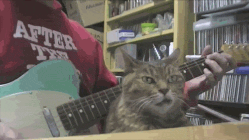 猫咪 困了 音乐
