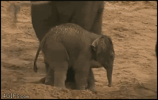 大象 elephant 踢 欺负