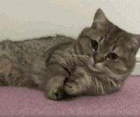 猫咪 萌宠 瞪眼 翻身
