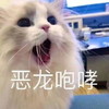 萌宠 猫星人 恶龙咆哮 生气 呆萌 可爱