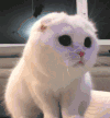猫咪 可爱 萌宠 喵星人