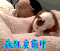 狗 卖萌 疯狂卖萌中