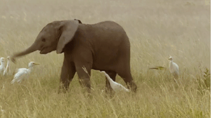 大象 甩鼻子 玩耍 可爱