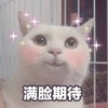 萌宠 猫星人 满脸期待 我也想要 呆萌 可爱