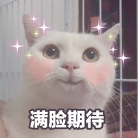 萌宠 猫星人 满脸期待 我也想要 呆萌 可爱